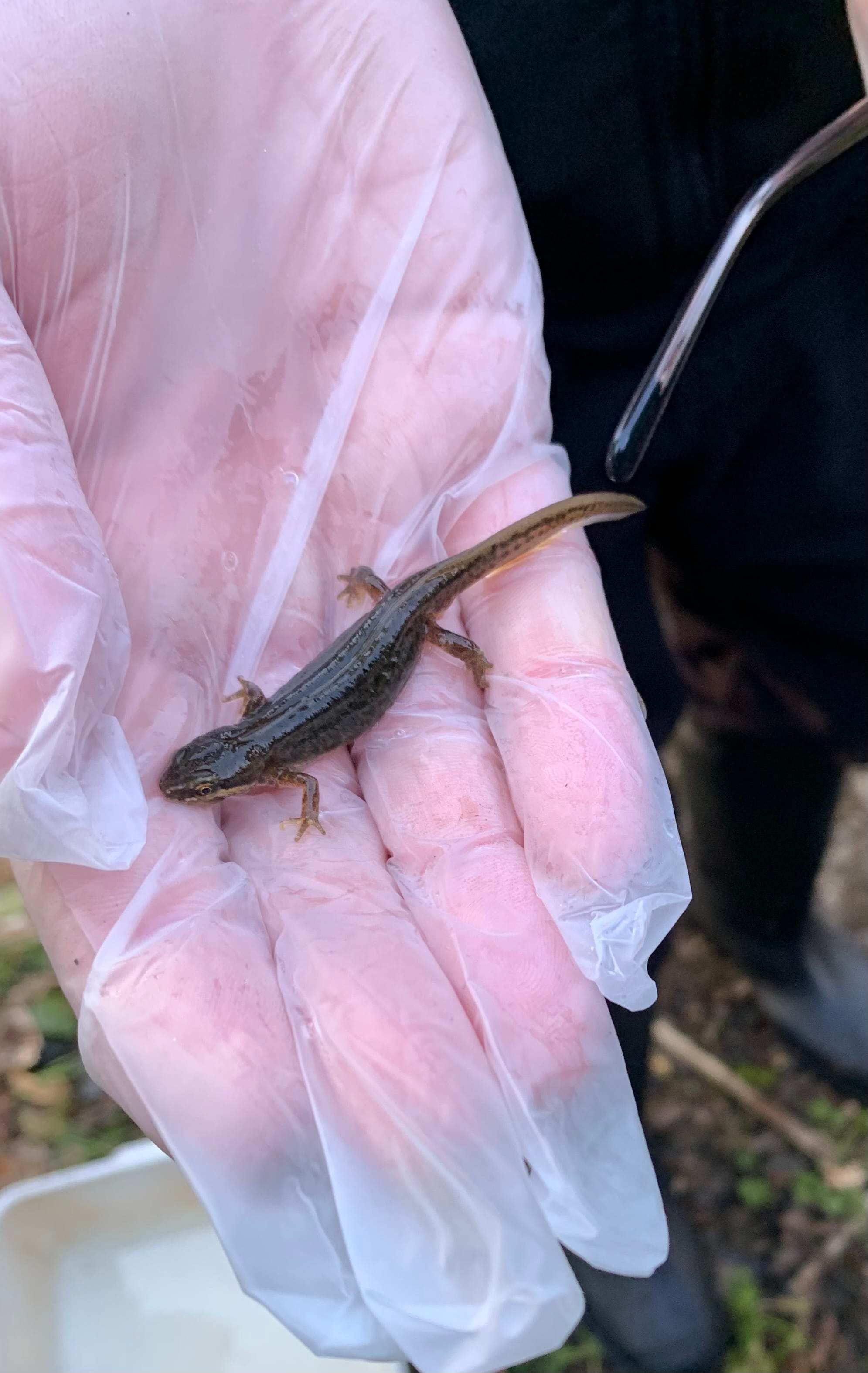 Great Crested Newts