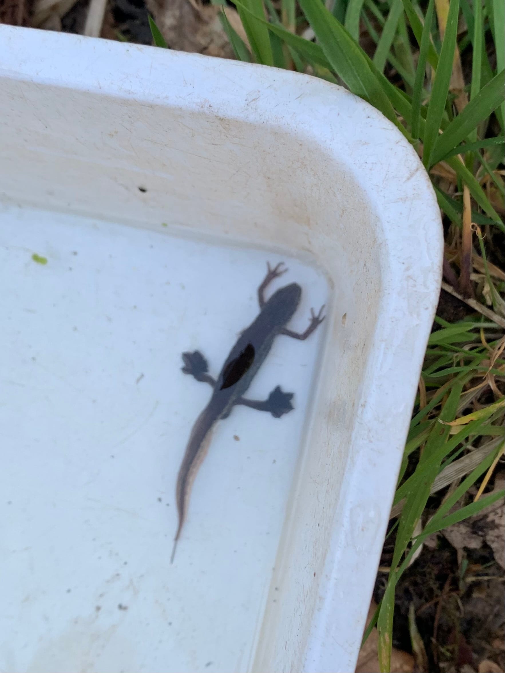 Great Crested Newts