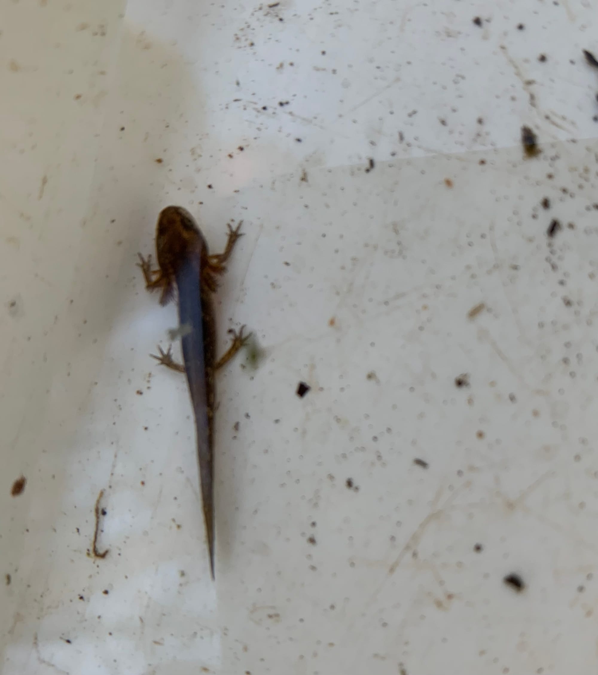 Great Crested Newts