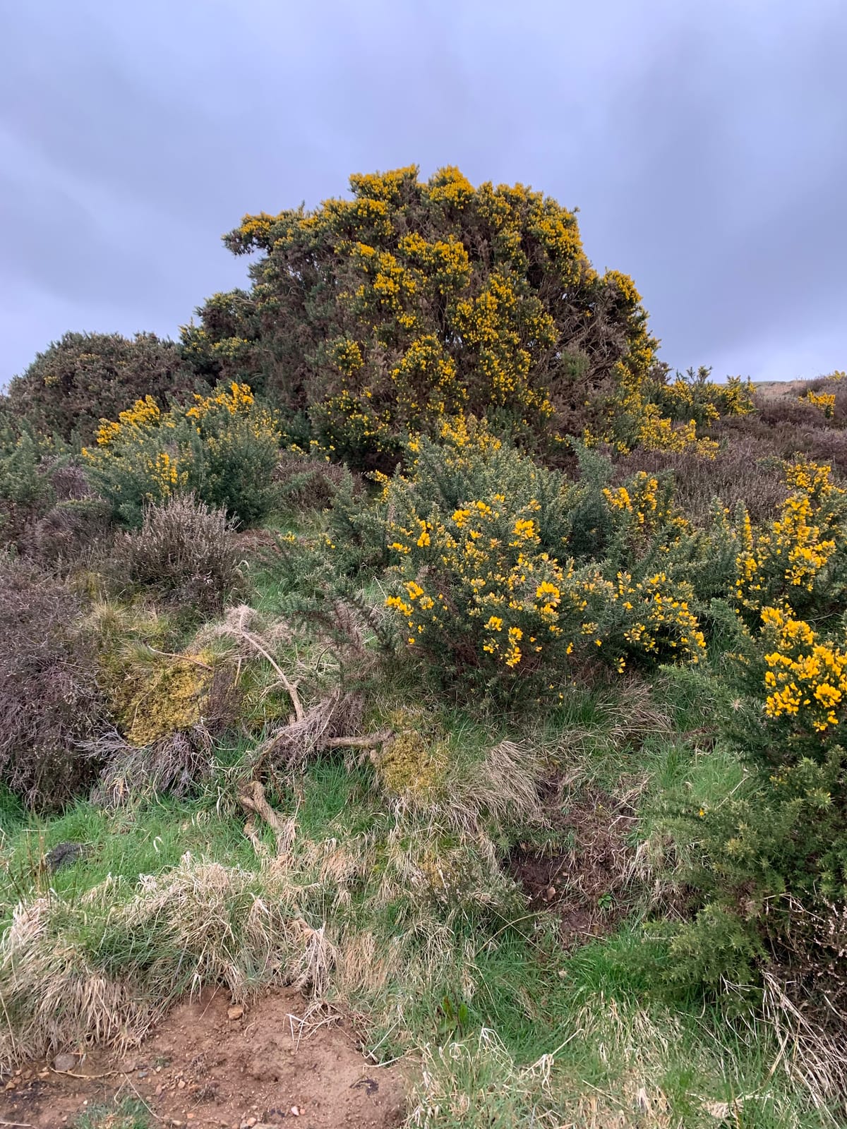 Stonechats and tree pipits