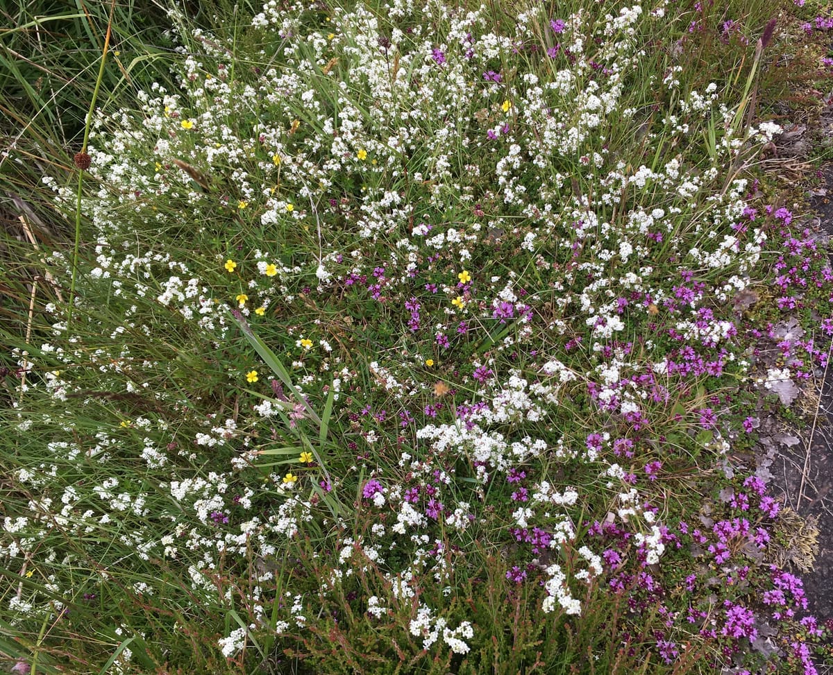 A Statutory Biodiversity Metric for Scotland?